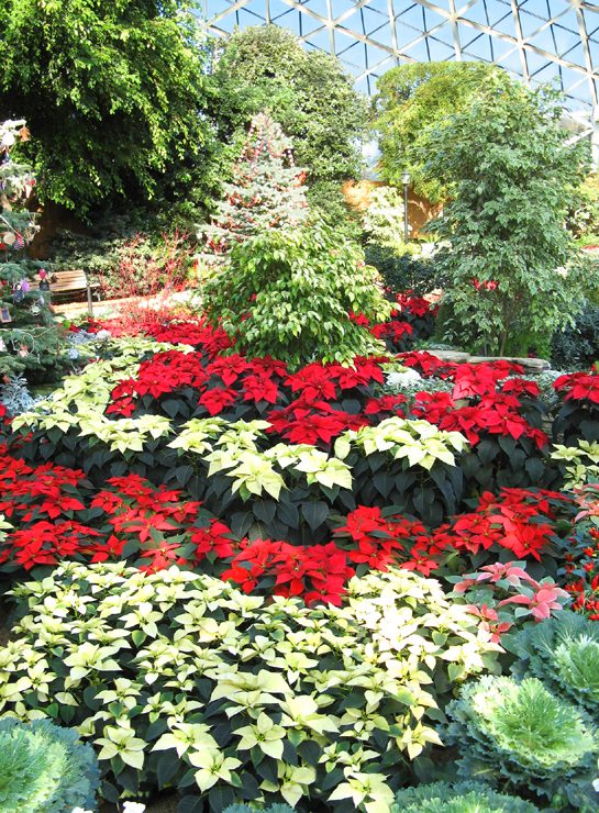 Poinsettias fill the Show Dome