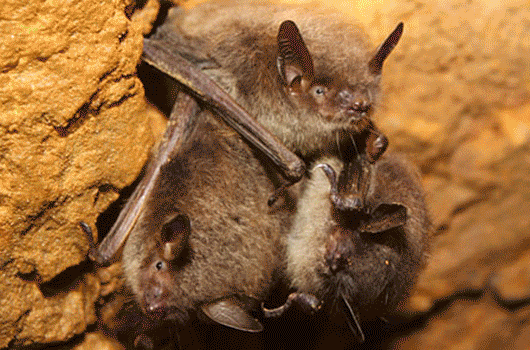 cluster of little brown bats, Eastern Pipistrelle, bat skeleton, little brown bat, sound-recording/GPS device