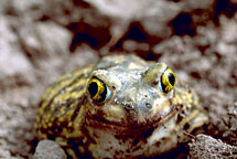 Can you get warts from a toad?