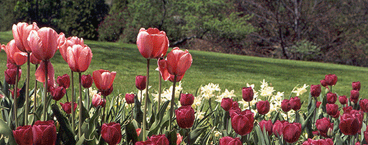 Spring in the Parks: Tulips, Golf, Fishing Clinics, Biking, Little League Baseball