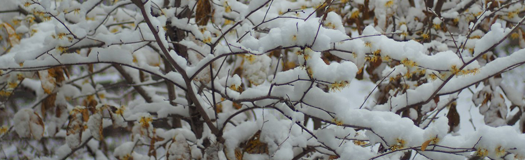 Snowfall trees at Wehr Nature Center
