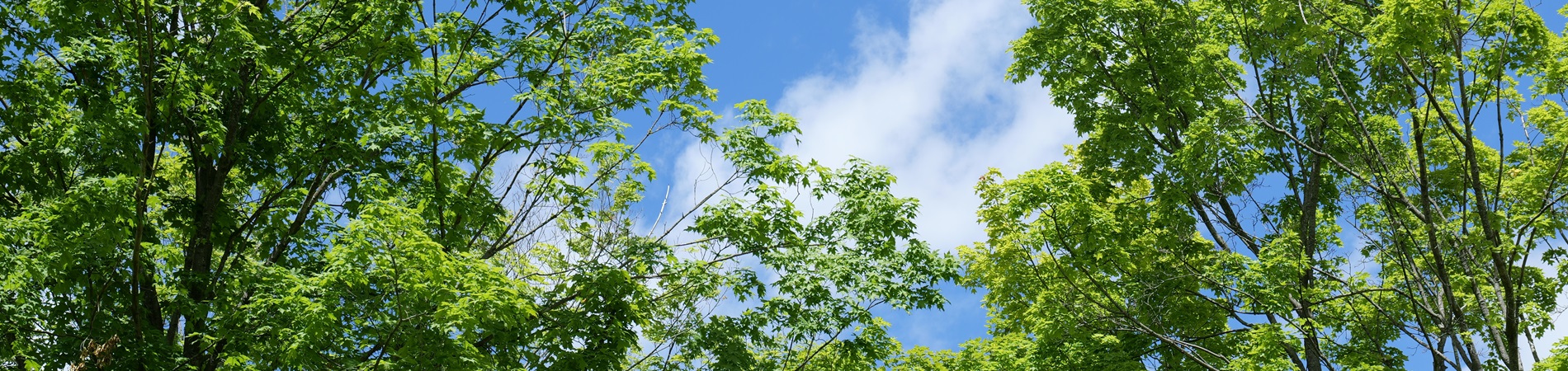 green tree canopy over a blue sky