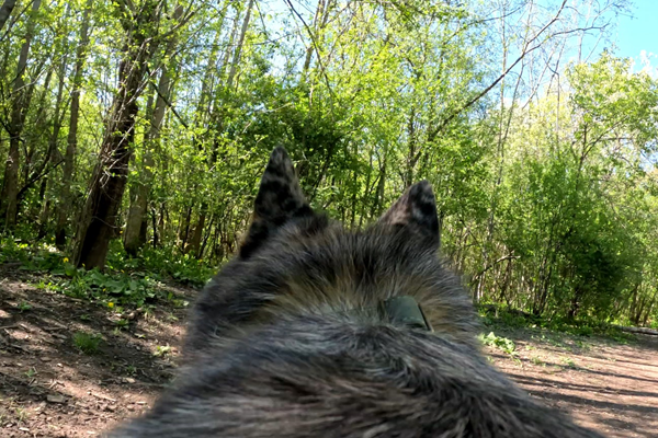 dog point of view at warnimont dog park
