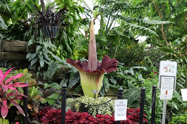 Domes Corpse Flower in 2024