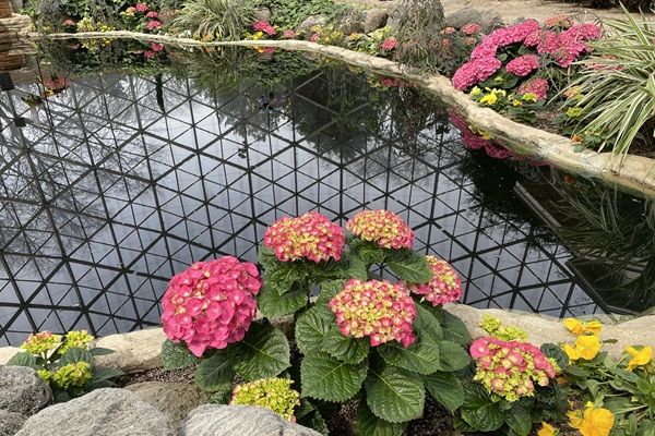 Pink Hydrangeas inside the Mitchell Park Domes