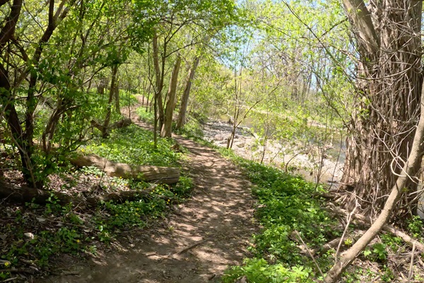 wooded Hoyt Park Trail