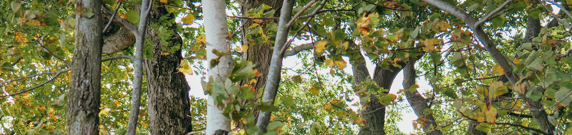 Tree view from Warnimont Trail
