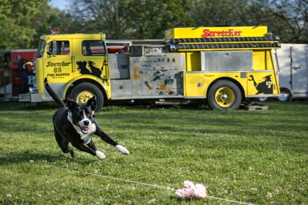 Dog chasing after a lure in front of TBG yellow firetruck