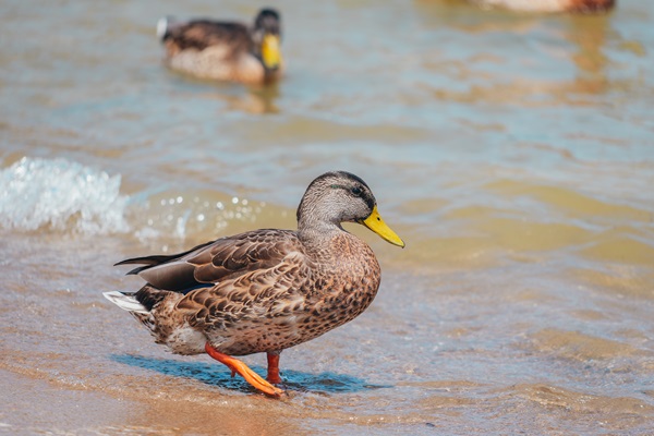 female mallard on the shoreline