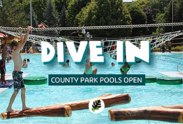 Dive In